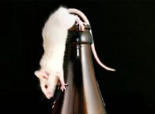 Keeping Mice Sober!